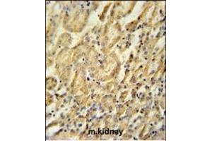 BTBD9 Antibody (Center) (ABIN651859 and ABIN2840426) immunohistochemistry analysis in formalin fixed and paraffin embedded mouse kidney tissue followed by peroxidase conjugation of the secondary antibody and DAB staining.