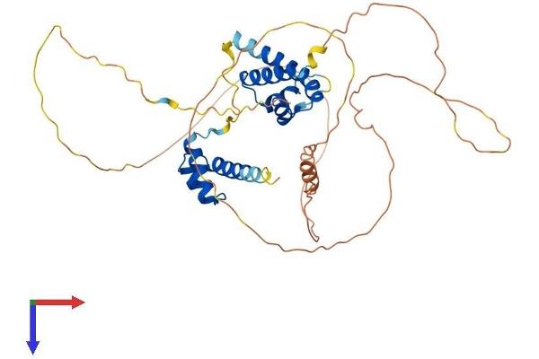 POU4F2 Protein (AA 1-409) (His tag)