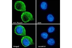 ABIN1590015 Immunofluorescence analysis of paraformaldehyde fixed KNRK cells, permeabilized with 0.