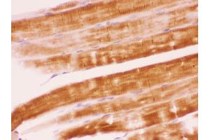 Anti- SHP2 Picoband antibody,IHC(P) IHC(P): Rat Skeletal Muscle Tissue (PTPN11 Antikörper  (N-Term))