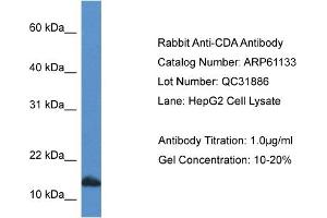 Western Blotting (WB) image for anti-Cytidine Deaminase (CDA) (C-Term) antibody (ABIN2788688)