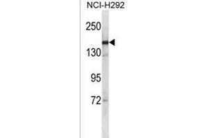 SYCP2 Antibody (C-term) (ABIN1536705 and ABIN2850088) western blot analysis in NCI- cell line lysates (35 μg/lane). (SYCP2 Antikörper  (C-Term))