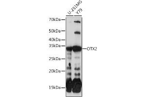 Western blot analysis of extracts of various cell lines, using OTX2 Rabbit mAb (ABIN7269116) at 1:1000 dilution. (OTX2 Antikörper)