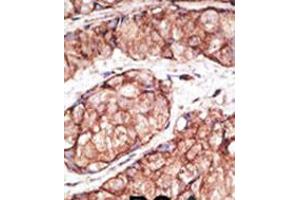 Immunohistochemistry (IHC) image for anti-Toll-Like Receptor 5 (TLR5) (AA 71-102), (N-Term) antibody (ABIN5534397)