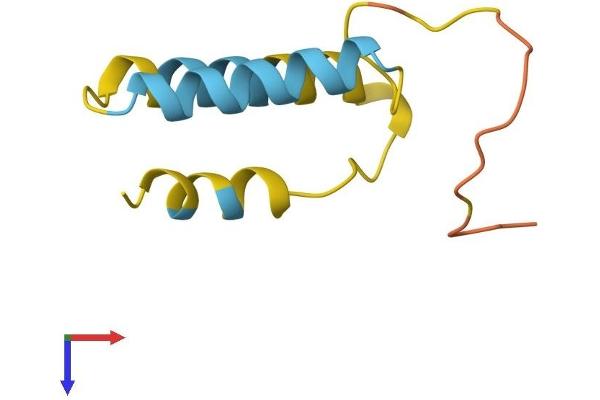 BLCAP Protein (AA 1-87) (Fc Tag)