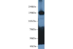 Western Blot; Sample: Mouse Cerebrum lysate; Primary Ab: 2µg/ml Rabbit Anti-Human CADPS Antibody Second Ab: 0.