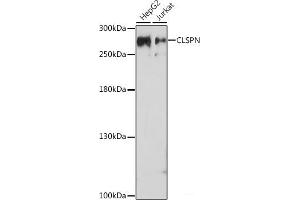 Western blot analysis of extracts of various cell lines using CLSPN Polyclonal Antibody at dilution of 1:1000. (Claspin Antikörper)
