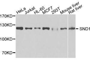 Western blot analysis of extracts of various cell lines, using SND1 antibody (ABIN1980241) at 1:1000 dilution. (SND1 Antikörper)