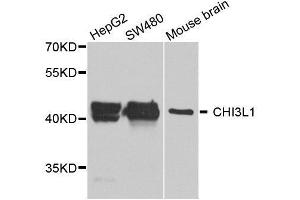 Western blot analysis of extracts of THP1 cell lines, using CHI3L1 antibody. (CHI3L1 Antikörper  (AA 22-240))