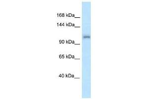 Western Blot showing Zfr antibody used at a concentration of 1. (ZFR Antikörper  (N-Term))