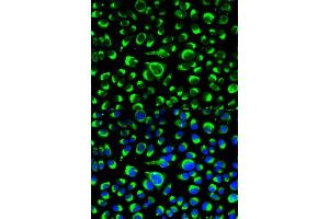 Immunofluorescence analysis of HeLa cells using P4HB antibody (ABIN5970266). (P4HB Antikörper)