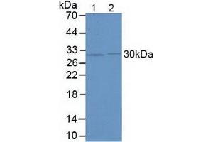 Figure. (FKBP5 Antikörper  (AA 2-457))