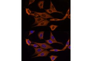 Immunofluorescence analysis of NIH/3T3 cells using GSDMD Rabbit pAb  at dilution of 1:200 (40x lens). (GSDMD Antikörper)