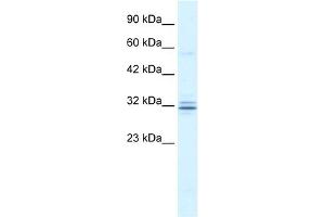 WB Suggested Anti-HES1 Antibody Titration:  1. (HES1 Antikörper  (N-Term))