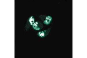 Immunofluorescence staining of AN3 CA cells (Human endometrial adenocarcinoma, ATCC HTB-111). (PCNA Antikörper  (AA 68-230))
