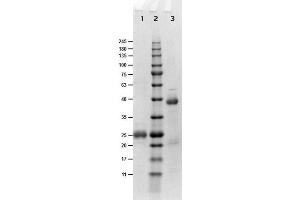 SDS-PAGE results of Goat Fab Anti-Biotin Antibody. (Biotin Antikörper)