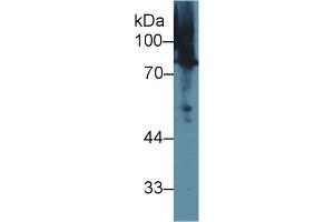 Western Blot; Sample: Human BXPC3 cell lysate; Primary Ab: 1µg/ml Rabbit Anti-Rat MSN Antibody Second Ab: 0.