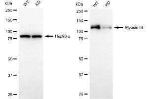 Western blotting analysis using myosin IB antibody (ABIN7799521).