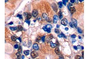 DAB staining on IHC-P; Samples: Mouse Colon Tissue (Glutathione Synthetase Antikörper  (AA 270-474))