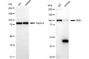 Western blotting analysis using MIB1 antibody (ABIN7799413). (Rekombinanter MIB1 Antikörper)