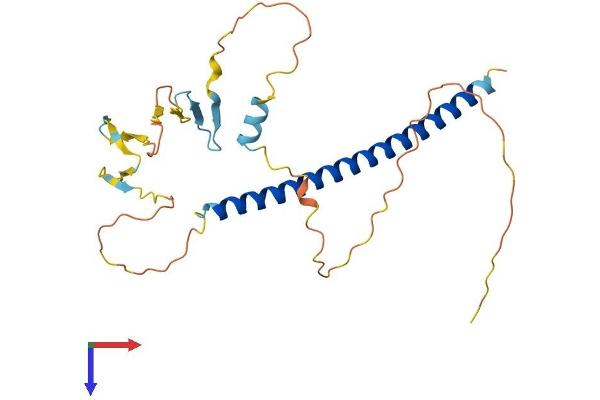 AFT1 Protein (AA 1-269) (His tag)