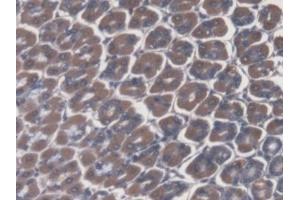 DAB staining on IHC-P; Samples: Mouse Stomach Tissue (ATP4A Antikörper  (AA 786-1014))