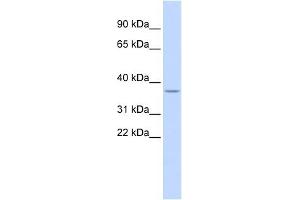 LOC729185 antibody used at 1 ug/ml to detect target protein. (LOC729185 (N-Term) Antikörper)