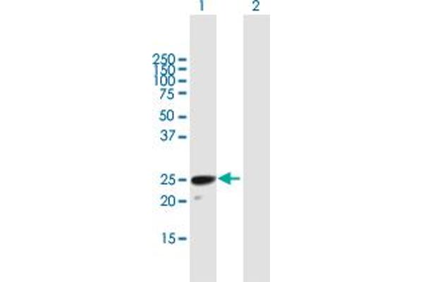 H1FOO antibody  (AA 1-207)