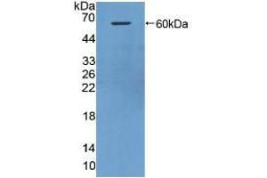 Western blot analysis of recombinant Mouse HRG. (HRG Antikörper  (AA 93-328))