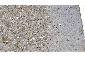 IHC analysis of MAG using anti-MAG antibody (ABIN7601399).