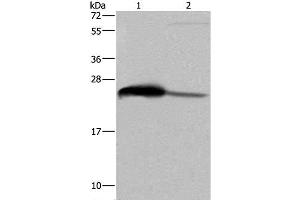Western Blot analysis of Human testis tissue and HepG2 cell using GSTA3 Polyclonal Antibody at dilution of 1:250 (GSTA3 Antikörper)