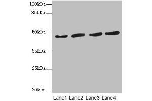 Western blot All lanes: RASSF5antibody at 5. (RASSF5 Antikörper  (AA 1-265))