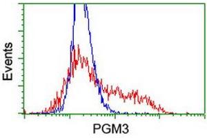 HEK293T cells transfected with either RC201522 overexpress plasmid (Red) or empty vector control plasmid (Blue) were immunostained by anti-PGM3 antibody (ABIN2455863), and then analyzed by flow cytometry. (Phosphoglucomutase 3 Antikörper)