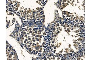 ABIN7097063 and ABIN7101130 at 1/100 staining mouse testis tissue by IHC-P. (FAM161B Antikörper)