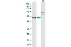 Western Blot analysis of ARL6IP4 expression in transfected 293T cell line by ARL6IP4 MaxPab polyclonal antibody. (ARL6IP4 Antikörper  (AA 1-360))