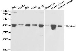 Western blot analysis of extracts of various cell lines, using CDC25C antibody. (CDC25C Antikörper)