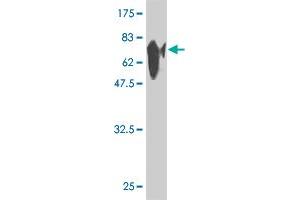 Western Blot detection against Immunogen (80 KDa) . (Glutathione Synthetase Antikörper)