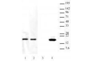 Western blot analysis of Hantibody specificity for Histone H3. (Histone H3.3 Antikörper  (K27M))