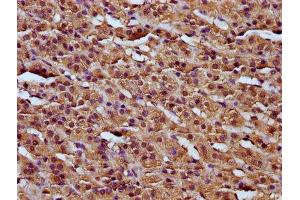 IHC image of ABIN7167744 diluted at 1:200 and staining in paraffin-embedded human adrenal gland tissue performed on a Leica BondTM system. (RCN3 Antikörper  (AA 71-161))