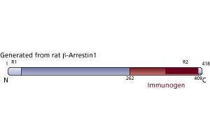 Image no. 2 for anti-Arrestin, beta 1 (ARRB1) (AA 262-409) antibody (ABIN968033) (beta Arrestin 1 Antikörper  (AA 262-409))