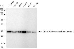 Western blotting analysis using Growth factor receptor bound protein 2 antibody (ABIN7798807). (Rekombinanter GRB2 Antikörper)