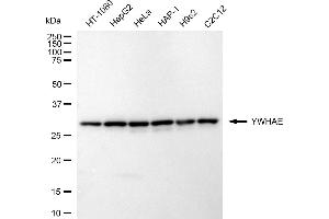 Western blotting analysis using YWHAE antibody (ABIN7797409).