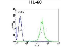 ST8SIA4 Antibody (Center) flow cytometric analysis of HL-60 cells (right histogram) compared to a negative control cell (left histogram).