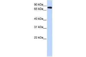 Western Blotting (WB) image for anti-Potassium Voltage-Gated Channel, Shaw-Related Subfamily, Member 3 (KCNC3) antibody (ABIN2458131) (KCNC3 Antikörper)