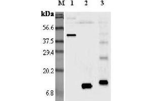 Western blot analysis using anti-Resistin (mouse), pAb  at 1:5'000 dilution. (Resistin Antikörper)