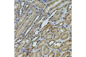 Immunohistochemistry of paraffin-embedded rat kidney using ANXA8L2 antibody (ABIN5975720) at dilution of 1/100 (40x lens). (ANXA8L2 Antikörper)