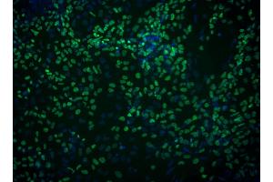 Immunofluorescent staining of FoxA2 in definitive endoderm derived from human embryonic stem (ES) cells. (FOXA2 Antikörper)