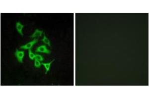Immunofluorescence (IF) image for anti-Relaxin/insulin-Like Family Peptide Receptor 4 (RXFP4) (AA 321-370) antibody (ABIN2890786) (RXFP4 Antikörper  (AA 321-370))