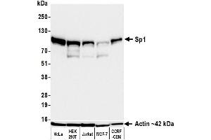 Western Blotting (WB) image for anti-Sp1 Transcription Factor (SP1) (AA 250-300) antibody (ABIN7795788)