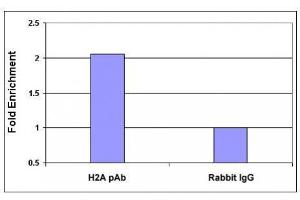 Histone H2A, acidic patch pAb tested by ChIP analysis. (Histone H2A, Idic Patch (AA 89-91) Antikörper)
